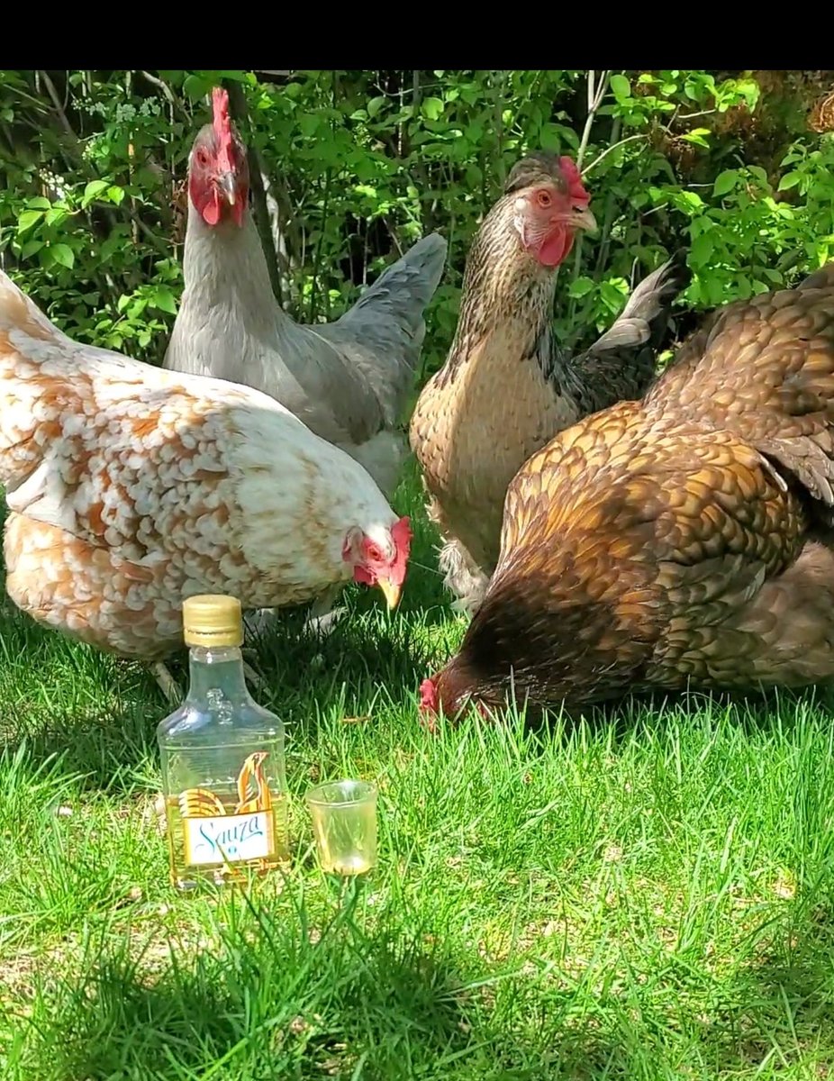 Miss_Ruthless31's tweet photo. Happy National Drink with your Chickens Day!!! #backyardchickens #urbanhens #yeg #edmonton #urbanfarms #Tequila #happynationaldrinkwithchickensday #nerdbirds #trekkie https://t.co/ZpoK19iIqc