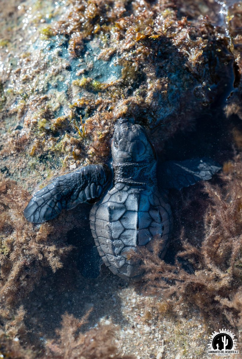 CDDesierto's tweet photo. #DíaMundialDeLasTortugas
En Sonora tenemos gran variedad de tortugas: terrestres, de agua dulce, de mar.  

Ellas enfrentan grandes retos, acompáñanos los Sábados en el Cerro Johnson a las actividades de prevención de incendios de buffel y evitar que sigamos perdiendo tortugas. https://t.co/t3n7MRoA6c