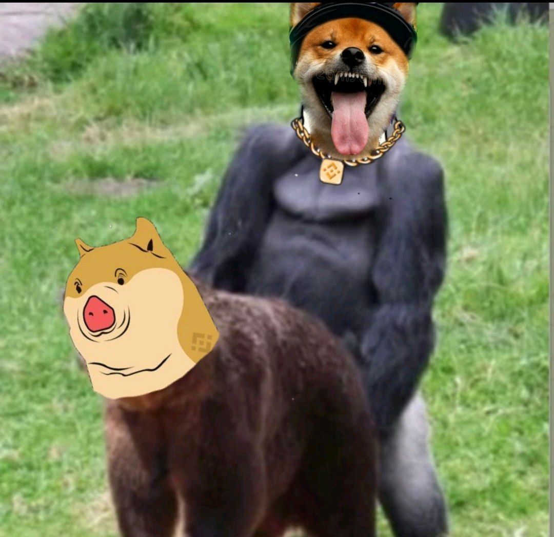 Gangsta inu 😎🔫 

🍀New gem X1000 meme coin💎
TLG: t.me/GangstaInu

#LUNAtics #memecoin #LUNAUSDT #shiba  #gangstainu #gangstarmy #dogecoin

Ready for the moonshot 😎😎🔫🔫🚀🚀🚀