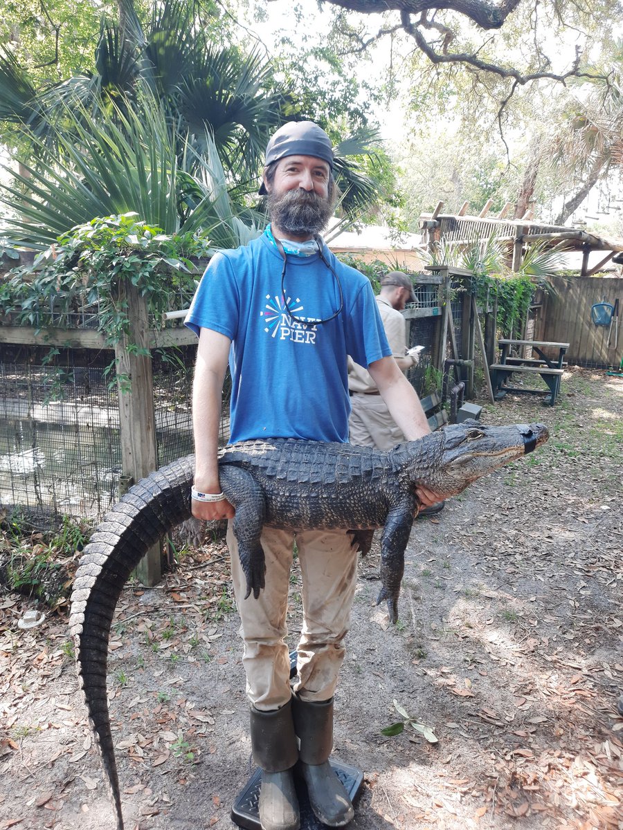 AlligatorRobb's tweet photo. Chance has been bulking haha
#Chicago
#Humboldtpark
#chancethesnapper
#humboltparklagoon
#alligatorrobb https://t.co/5mIKVF9HXW