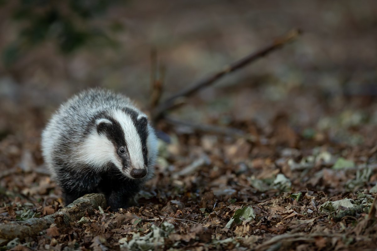 Wild Ideas tweet media