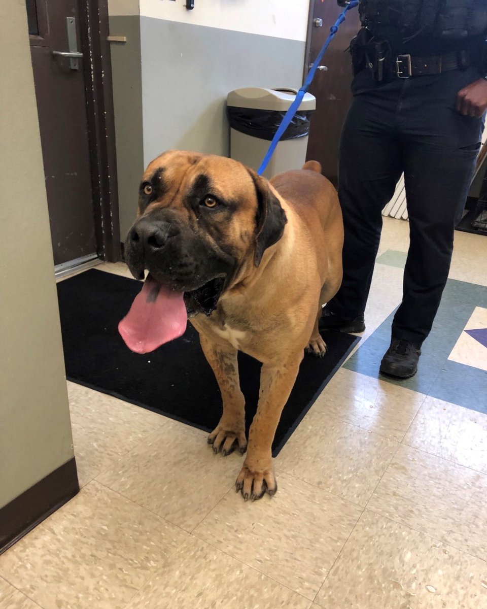 TownofDavidson's tweet photo. Does anyone know this boy? This fellow was picked up earlier today at The Pines. Unfortunately, he has no micro chip or collar, and is too big for us to keep at the Police Dept. We're trying to keep him in town for a bit to see if we can track down the owners - can you help? https://t.co/JyYX6gXapP