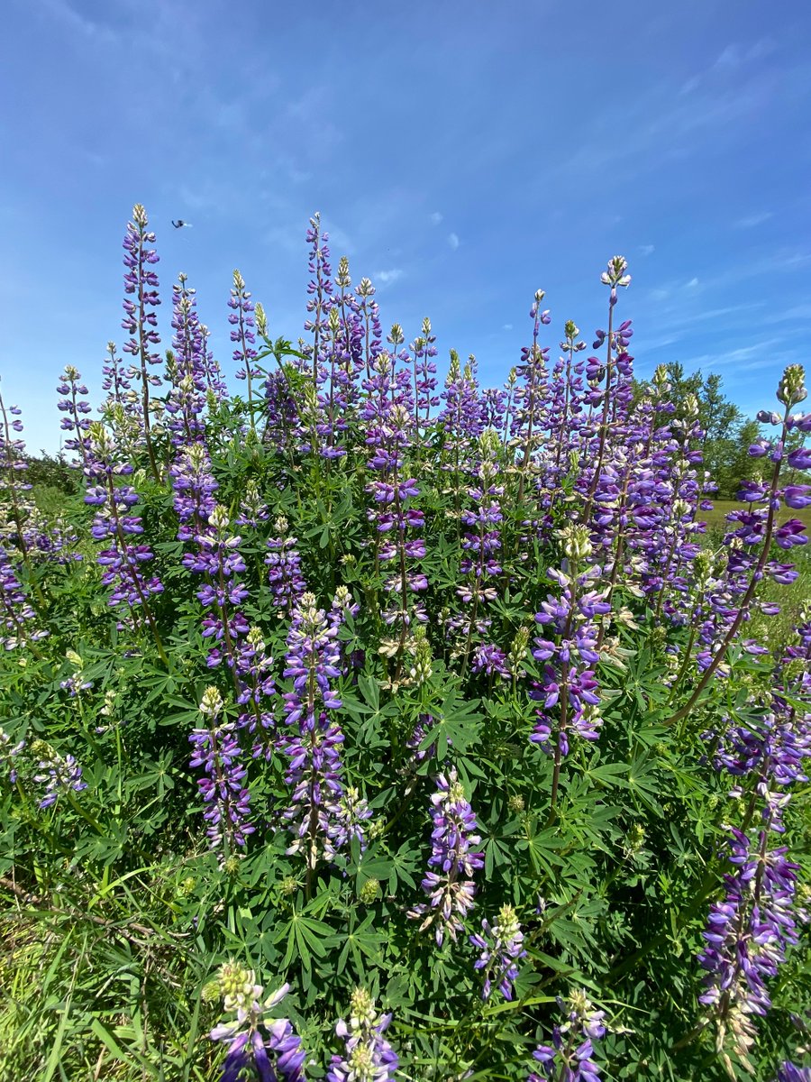 Made in Oregon tweet media