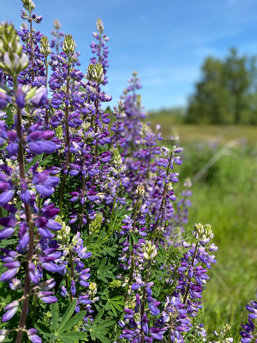 Made in Oregon tweet media