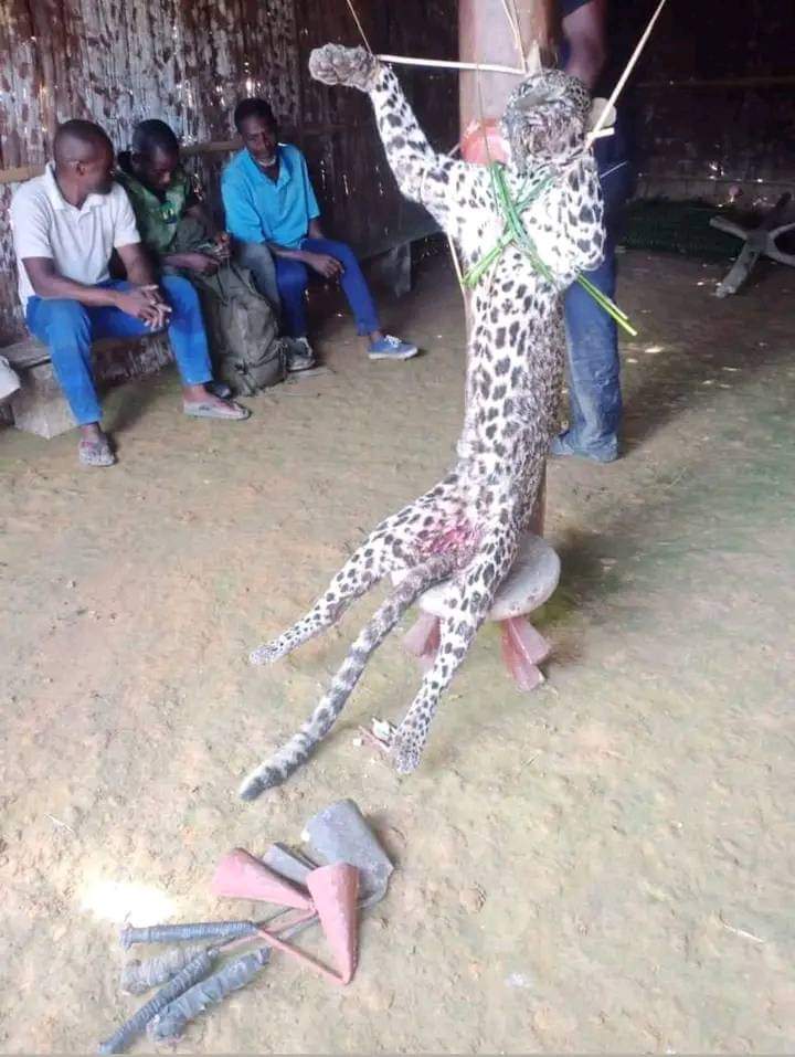 #Gabon Annoncée d'abord pour morte il y a environ 2 semaines,la célèbre panthère qui terrorisait les populations de #Iboundji a donc enfin été encore tuée il Ya quelques heures . On espère qu'elle n'était pas triplée.