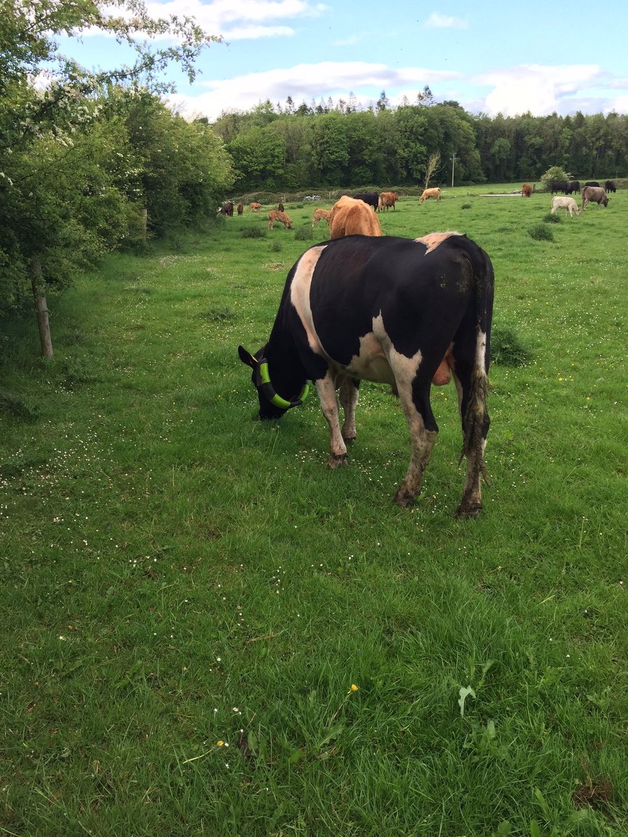 tonydiskin's tweet photo. @moocallofficial heat collar making heat detection a breeze this year. https://t.co/8v78B8AlAE