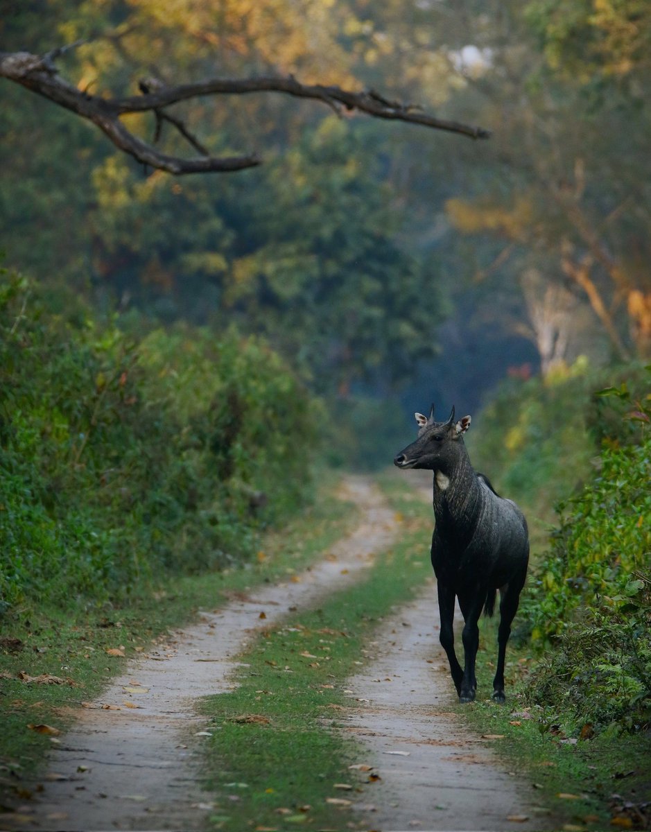 DudhwaSalman's tweet photo. Blue Bull (Nilgai)
Dudhwa habitat shot

Welcome to the Magical land of terai, Dudhwa.

#wildlife #wildlifephotography https://t.co/b0U3cLd1RH