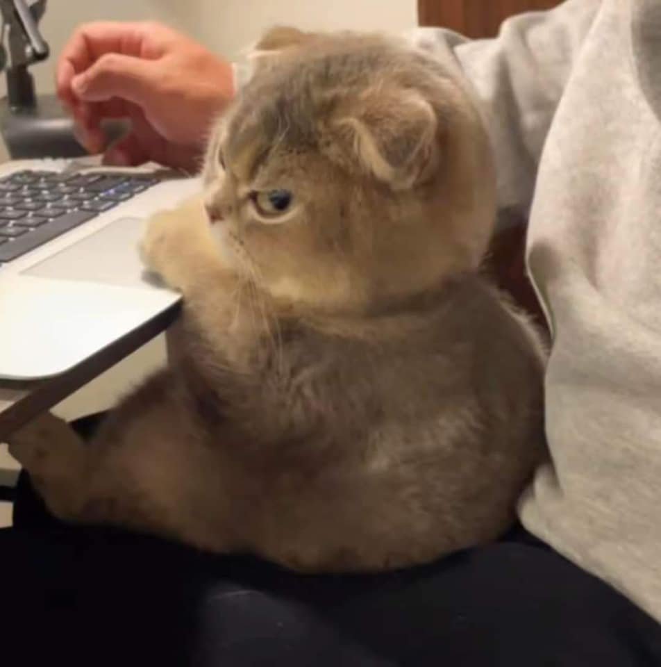 TranslatedCats's tweet photo. Let's be good to each other. https://t.co/c0fcKeS9xN