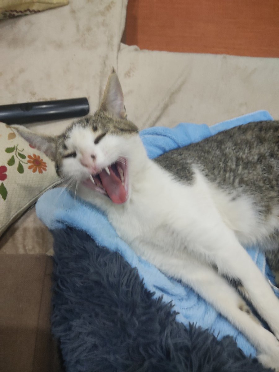 Ritarsilva2's tweet image. A cara do meu gato quando percebeu que os "portugueses" preferiram expulsar um bom jogador a um bebê chorão, agressor e manipulador 
#bbtvi