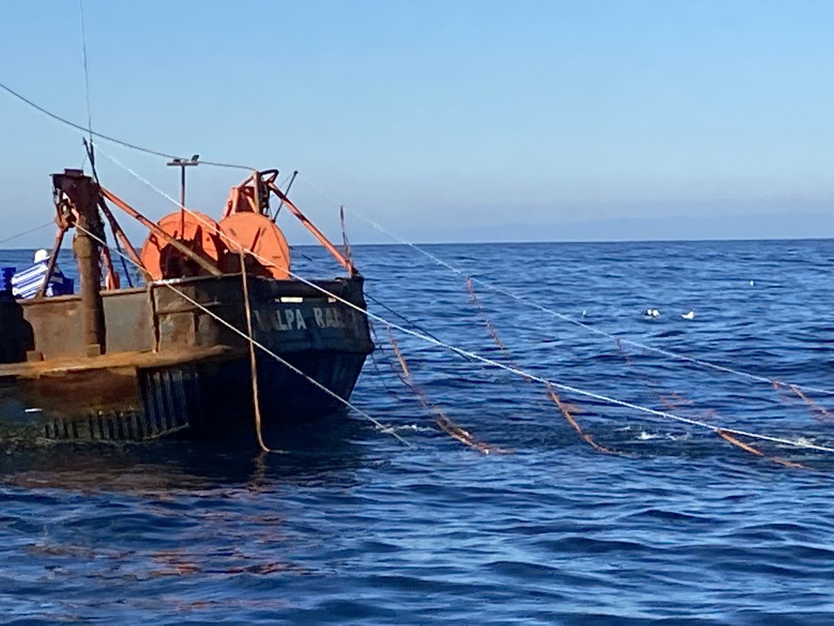 ATF-Chile 🌊⛴🎣🌎🪶 #Albatros #Conservación tweet media