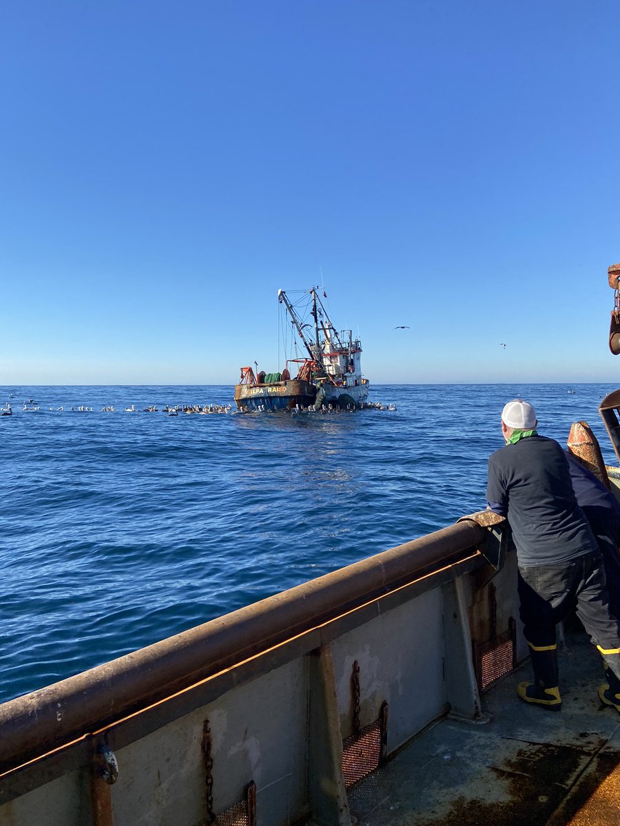 ATF-Chile 🌊⛴🎣🌎🪶 #Albatros #Conservación tweet media