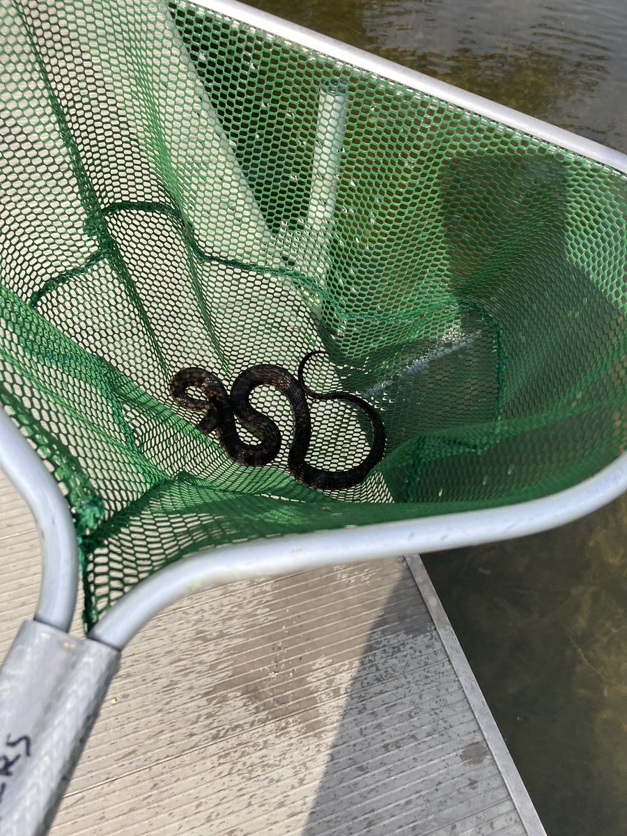 chase_p_AMS's tweet photo. #AMSWeekendUpdate #BAMSCE I went camping this weekend and caught all these. https://t.co/DlzqFXEpFr