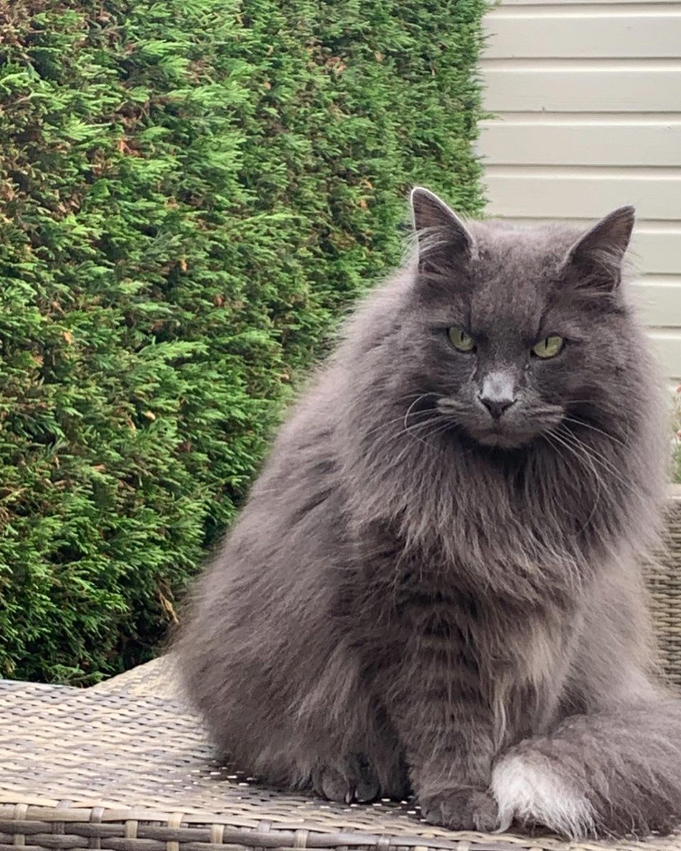 Meisje, ik mis jou.. ✨💜✨ #noorseboskat #tevroeggegaan #catlovers #CatsOfTwitter  #CatsOnTwitter