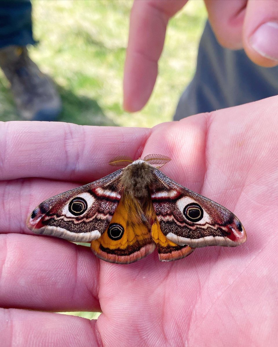 Nature’s prettiness isn’t for us. All of the evolutionary moments that led to this GORGEOUS emperor moth existing have nothing have nothing to do with humans. And yet… we can gaze upon a creature like him; his shapes and colours… and we *feel things*. Isn’t that amazing?!