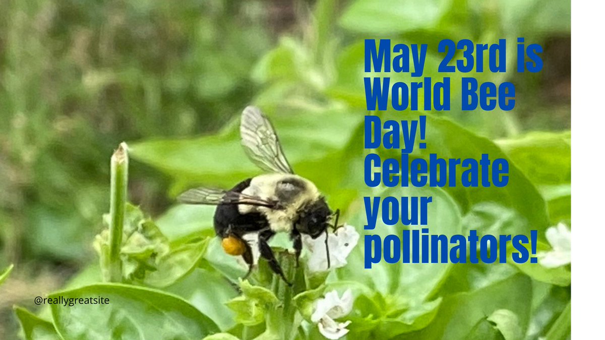 Time to be grateful for these busy workers. They may be mini in size but their importance extends far beyond honey. Get buzzing and support bees by planting pollinator gardens. #SPPSGrowsGardens