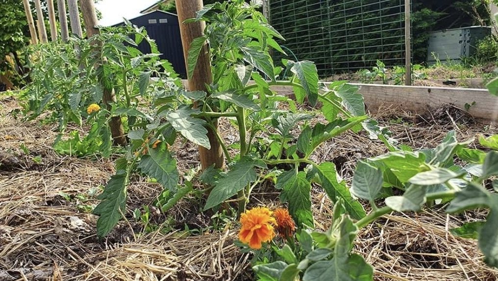 Comment planter les tomates en pleine terre au potager bio
petit-potager.com/blog/cultiver/… 
Je suis un chouilla en retard pour ce nouvel article mais j'ai une excuse, ce week end, j'étais au potager 😛
Aller zou j'vous laisse voir ça (mes tomates en illustrations)
A très vite
Cyril