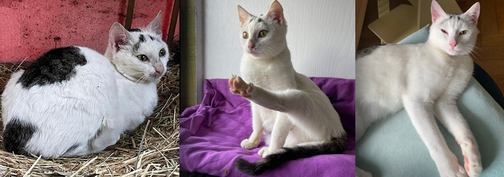 KatzenworldBlog's tweet photo. Our latest post (Working Together, Changing Lives) is now live! Please check it out on https://t.co/Rhf7FDaNXx #cats #katzenworld #catlovers :D https://t.co/SBmYN1F3HQ