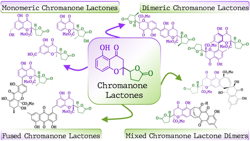 Chromanone Lactones: A Neglected Group of Natural Products - Isolation, Structure Elucidation, Bioactivity, and Synthesis by Guillermo Valdomir (<a href="/Gvaldomir_FQ/">Guillermo Valdomir</a>, <a href="/QFarm_UdelaR/">QFarm</a>) and Lutz F. Tietze (<a href="/uniGoettingen/">Uni Göttingen</a>) onlinelibrary.wiley.com/doi/10.1002/ej…