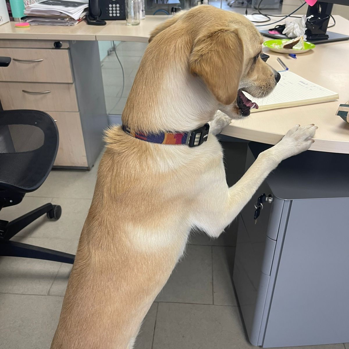danielapenaloza's tweet photo. Este perrito muy "estudioso" está en @LC_Seguridad. Entró a la base y ahí lo están cuidando. Se observa sano me dicen, muy activo, y veremos si tiene chip. @Muni_LasCondes https://t.co/utLiP6wPLs