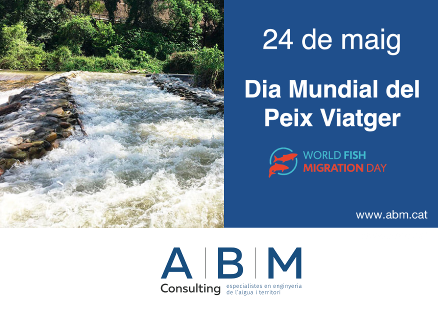 ABM_Eng's tweet photo. Donem suport a la recuperació dels hàbitats dels Peixos Migratoris en el marc del 24 de maig, Dia Internacional del Peix Viatger

 Notícia completa (CAT): https://t.co/ib1qHXLzou  
Notícia completa (ES): https://t.co/HtxEmEbt5i https://t.co/WrWGV4CNIa
