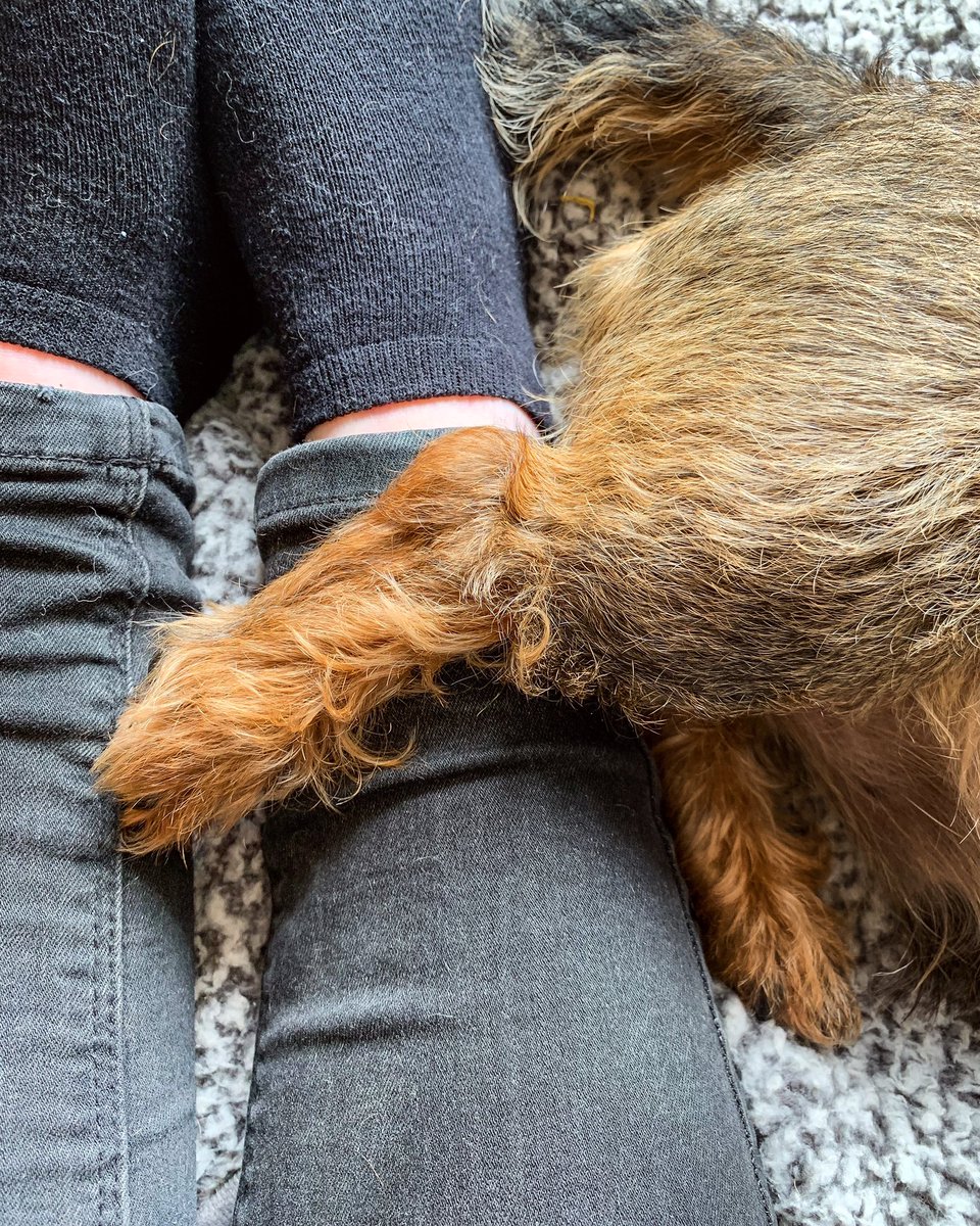 Finn53571796's tweet photo. Monday done ✔️ 

#mondaymood 
#andrelax 
#snugs 
#tuftytoes
#hobbitfeet https://t.co/N8FQta1gPq