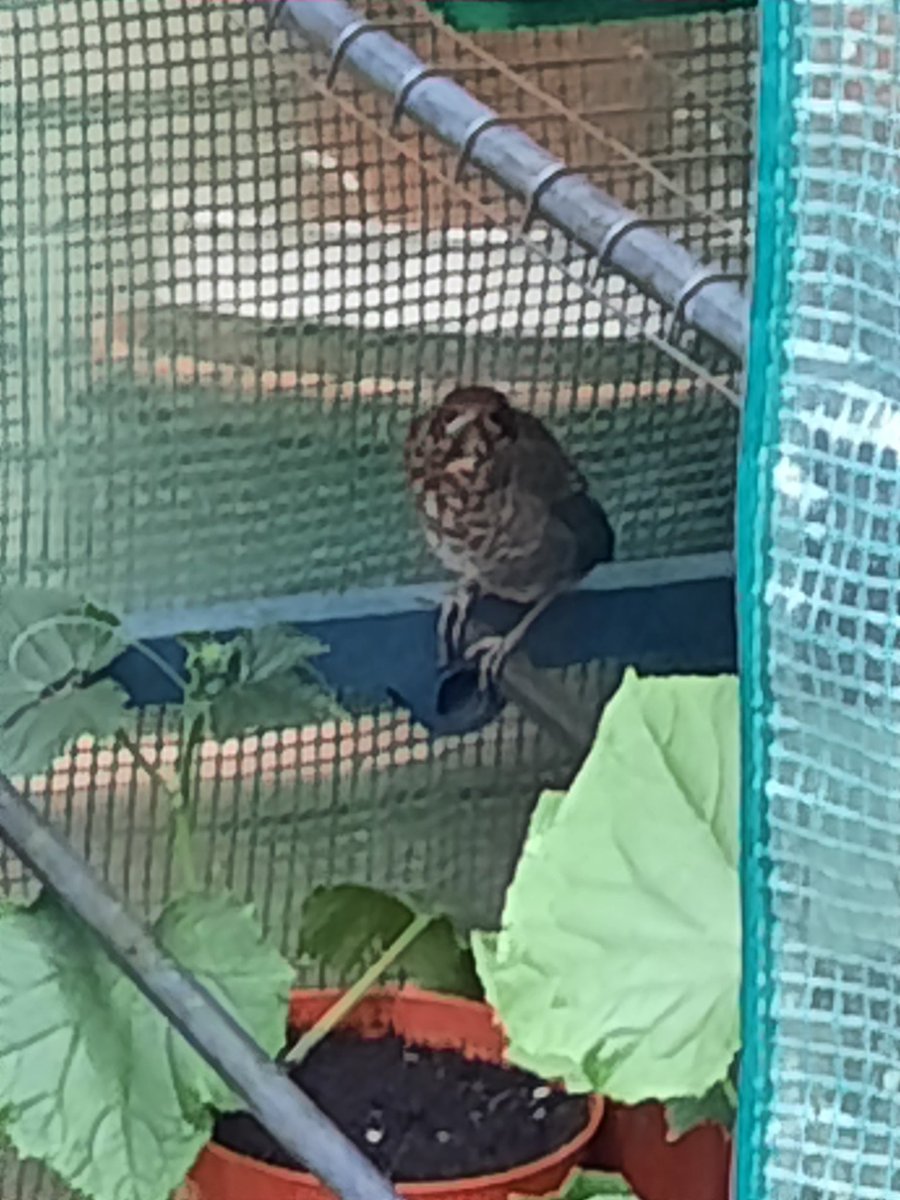 Taken with zoom,  my mini greenhouse has a new lodger, fledgling Blackbird  here in SE London #RSPB  <a href="/LynnParsonsUK/">Lynn Parsons</a> #TwitterNatureCommunity