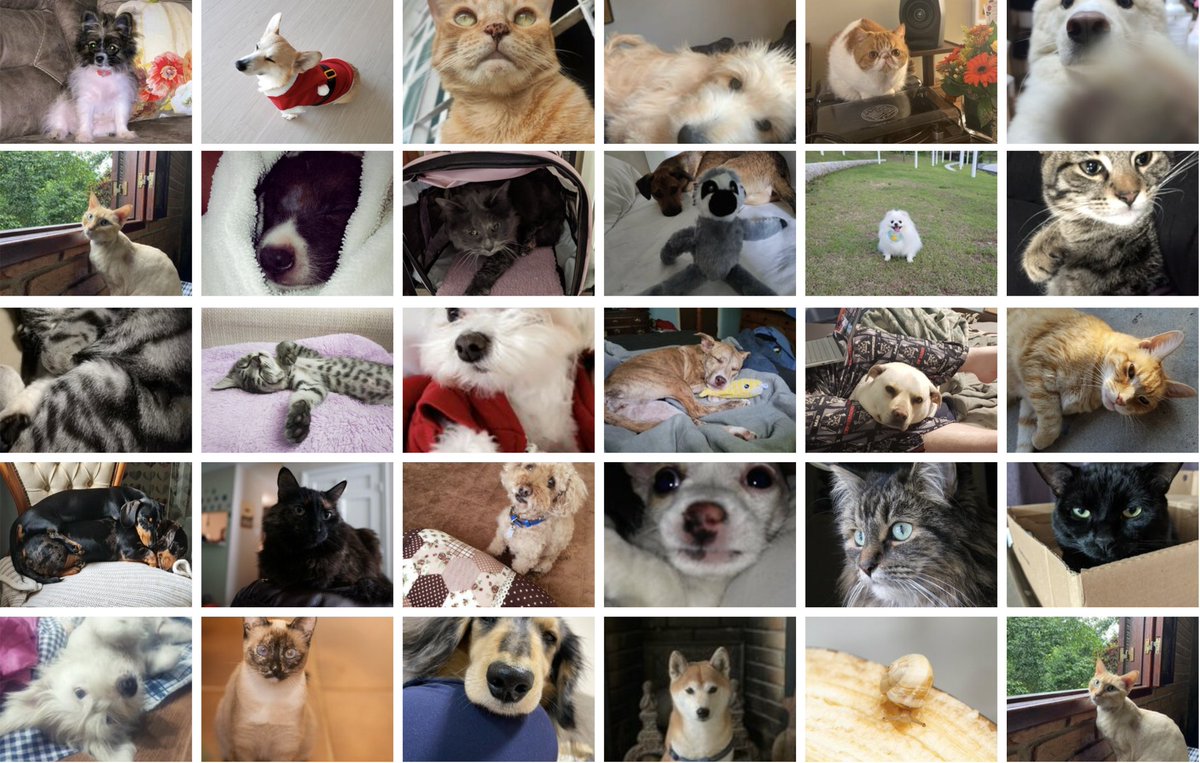 Petaverse Park 🐩 tweet media