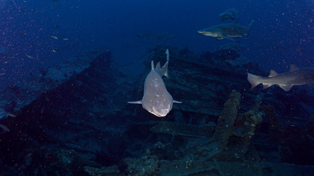 🚨Dive Alert!🚨

We are descending on 𝘔𝘰𝘯𝘪𝘵𝘰𝘳 right now to get a second look a this iconic vessel! What differences will we see from last week's dive? Tune in and see for yourself!

Perfect dinner conversation starter: youtube.com/watch?v=Vk1HPE…

📸GFOE/NOAA

#allwrecks