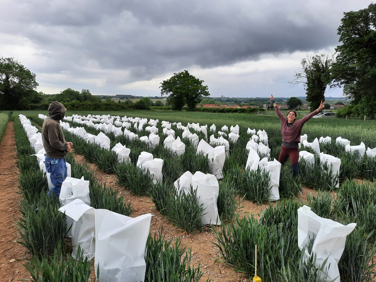 BlanquezMarina's tweet image. Today, we finished covering more than 100 male sterile plots with these fantastic pollen-proof bags! 🌾🌾

Thanks @PBSInt for being so efficient with manufacturing and delivering the material 😃