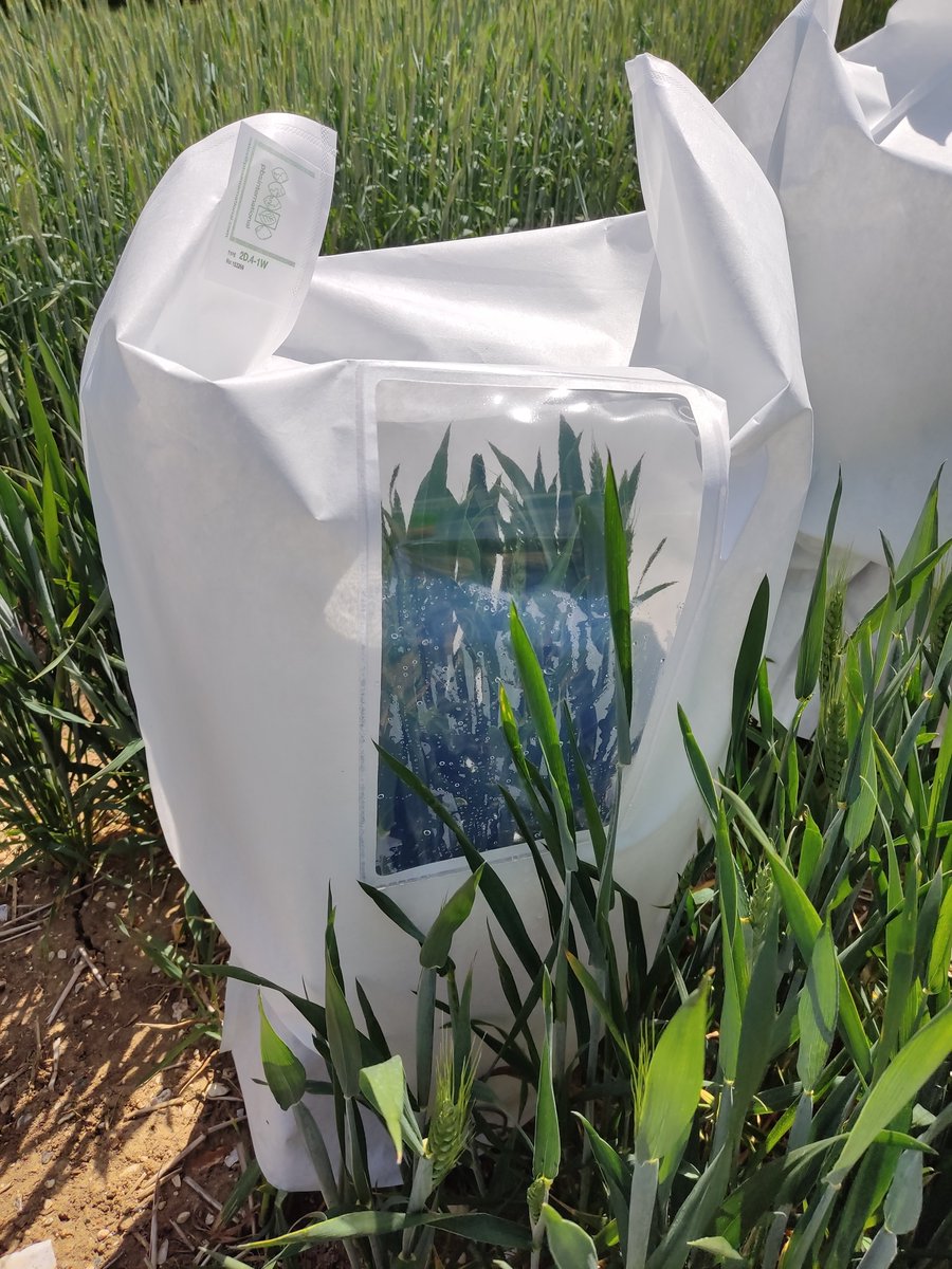 BlanquezMarina's tweet image. Today, we finished covering more than 100 male sterile plots with these fantastic pollen-proof bags! 🌾🌾

Thanks @PBSInt for being so efficient with manufacturing and delivering the material 😃