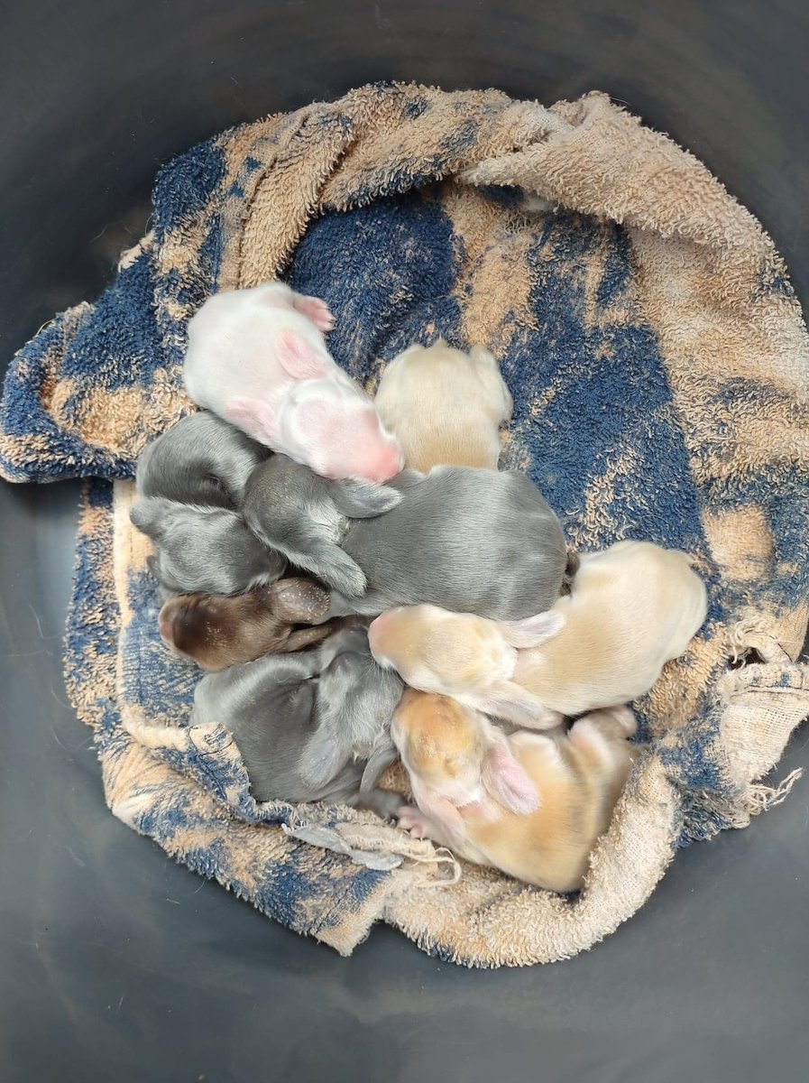 Our newest litter of English Angoras is getting their fuzz. Look at all those colors...and that is from the same mother! #bunnies #cute #rabbits #babyanimals