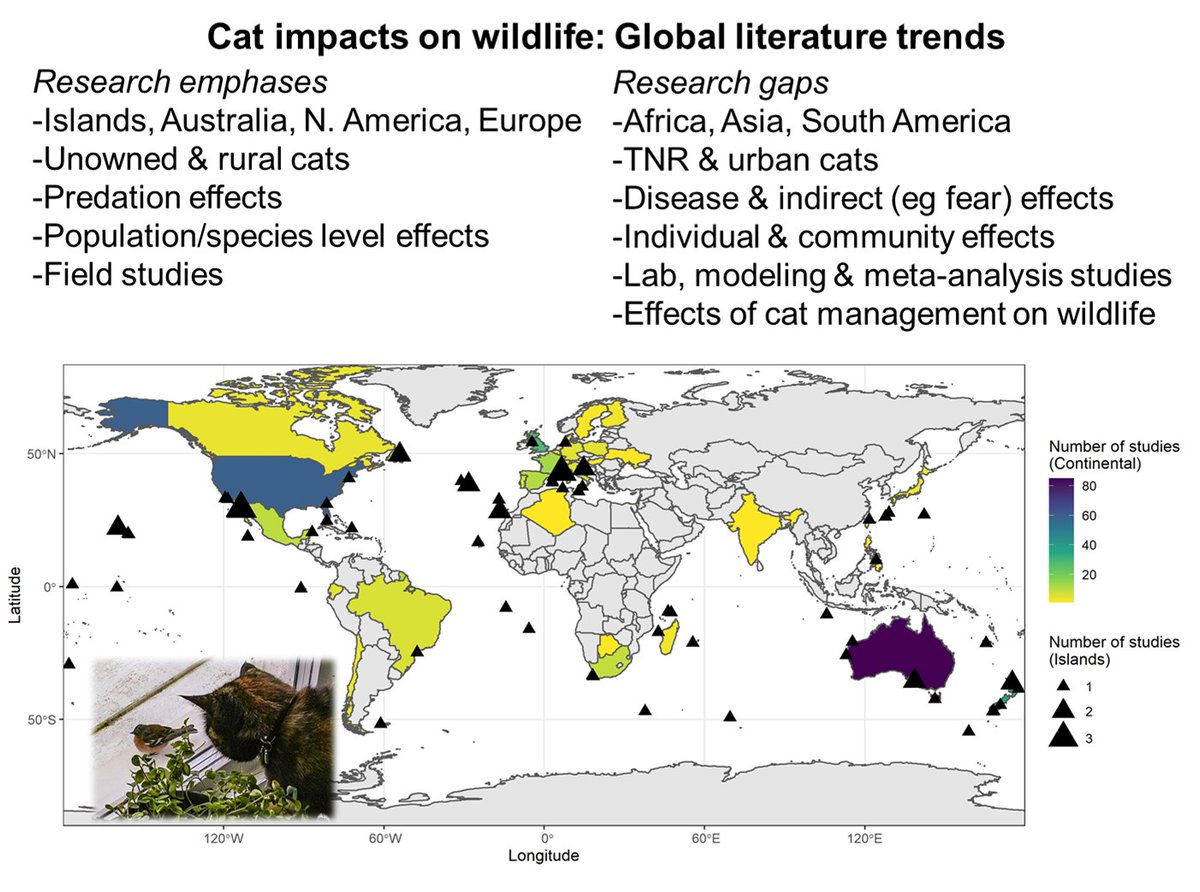 LossLabOSU's tweet photo. 🚨New paper in @AnimalEcology!

Review and synthesis of global literature on domestic #cat impacts on #wildlife🐈🪶

We reviewed >2000 papers &amp; show patterns/gaps in literature related to region, impact type etc

Very proud of this whole lab collaboration!
https://t.co/muaEEmWzYX https://t.co/A6okUMa12s