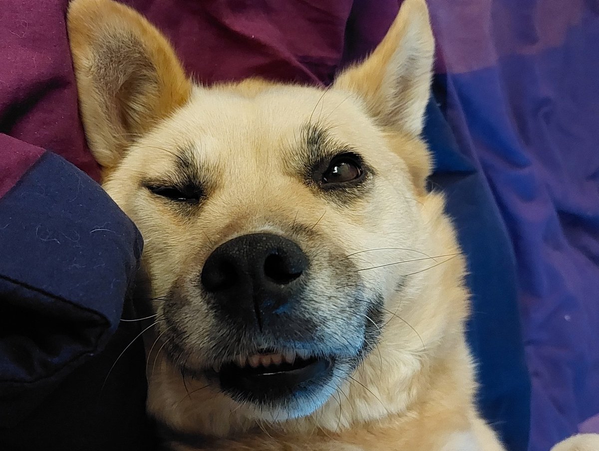 Haukku2022's tweet photo. Humom was away for too long on a trip with just my big brother. Maybe I chewed her new trainers a bit, maybe I didn't. #WhyYouLittle #Goddammit #Wink https://t.co/1U4iRXW9Bb