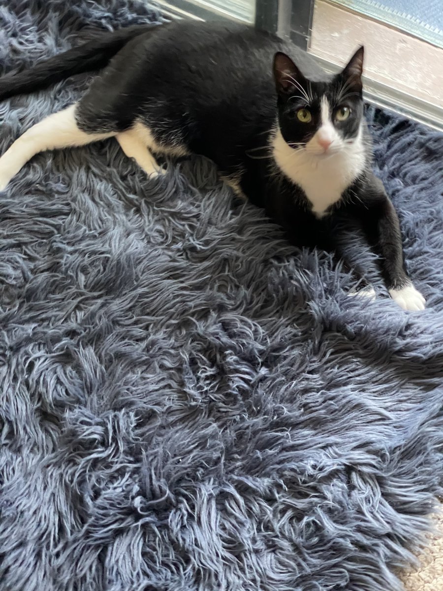 Gigi's No Bird Fly Zone
#Gigi #birds #pets #bekindalways