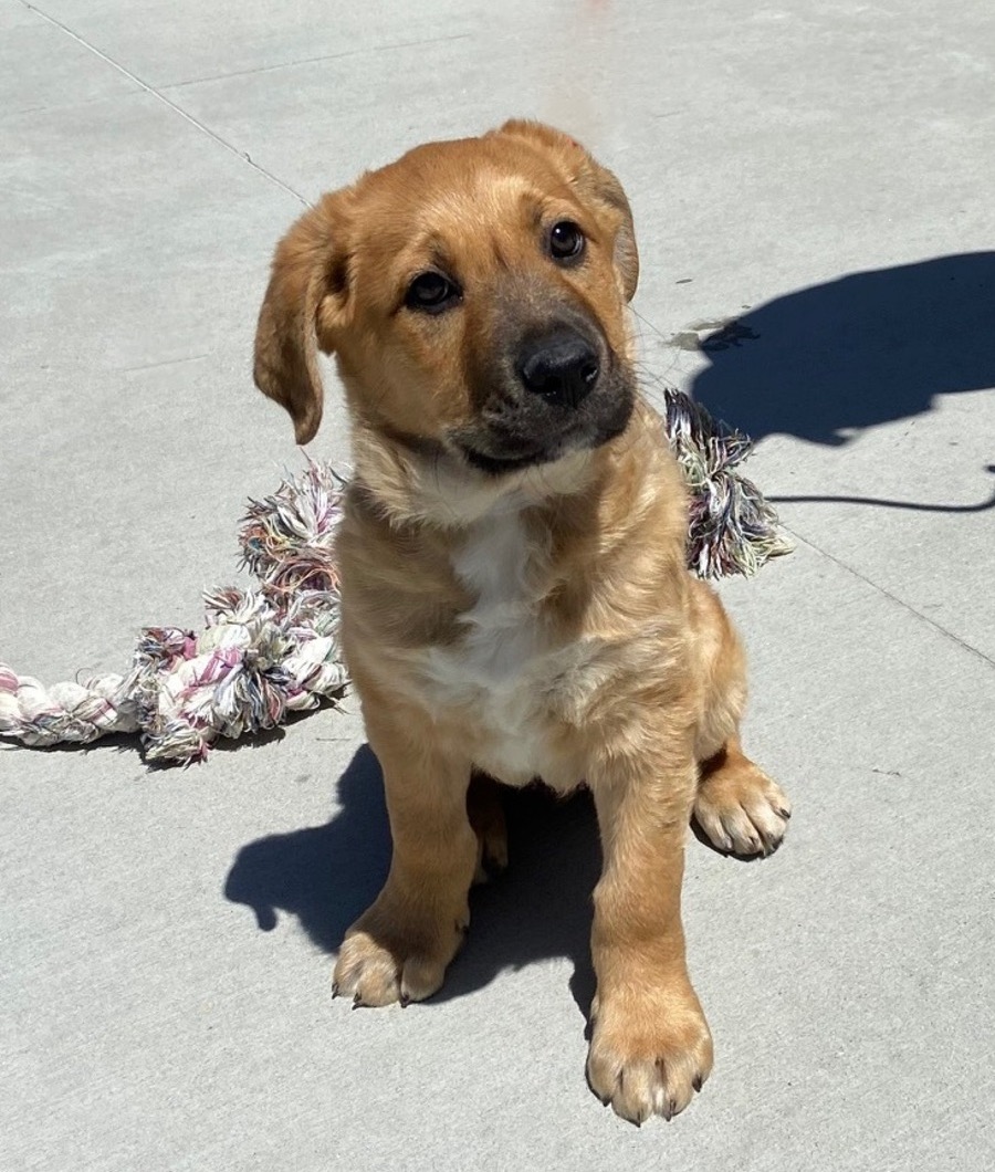 SPCAmc's tweet image. Cuteness alert! Meet Kip!  He&apos;s a 9 month old Shepherd/Rottweiler mix with the sweetest roly poly puppy personality.  We just can&apos;t get over that adorable snout!  😍  Do you have room in your heart and home for this energetic ball of love?  Meet him at the SPCA!
#spcamc #adopt
