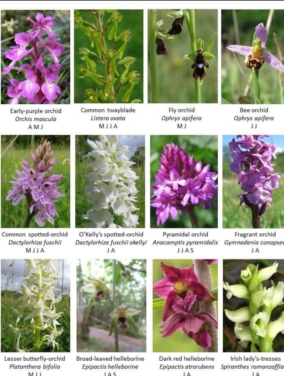 visitBurren's tweet photo. Orchids of the Burren. Spring is the best time to view these beautiful flowers. 23 of Ireland's 27 kinds of orchids can be found here. Tks to Burren National Park.#burren #flowers #biodiversity #nature #burreninbloom https://t.co/FXAt61O1qw