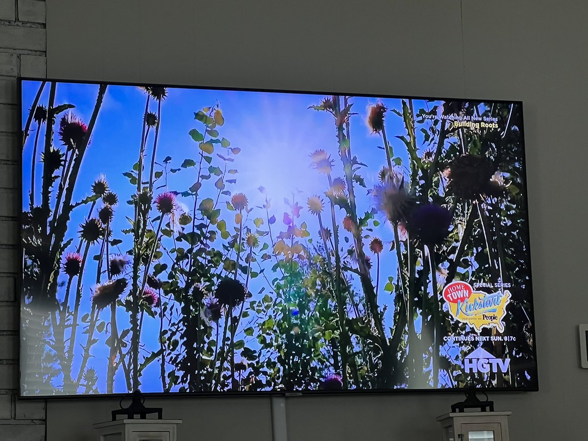 SiekerSales's tweet photo. Wife is watching @hgtv at lunch and they have this noxious weed in their b-roll clips. They should have put down the camera, cut the flower heads off in a seed sack, and dug up the plants. #muskthistle is not pretty. https://t.co/gxi8QuKYMh