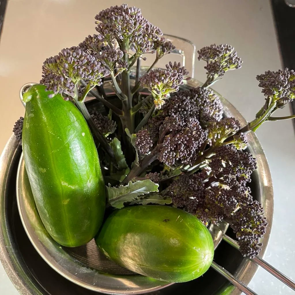 NaturalGrower's tweet image. Mini cucumbers and purple sprouting broccoli freshly picked.

#joysofgardening