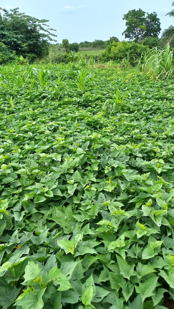 BAKOBABS FARMS tweet media