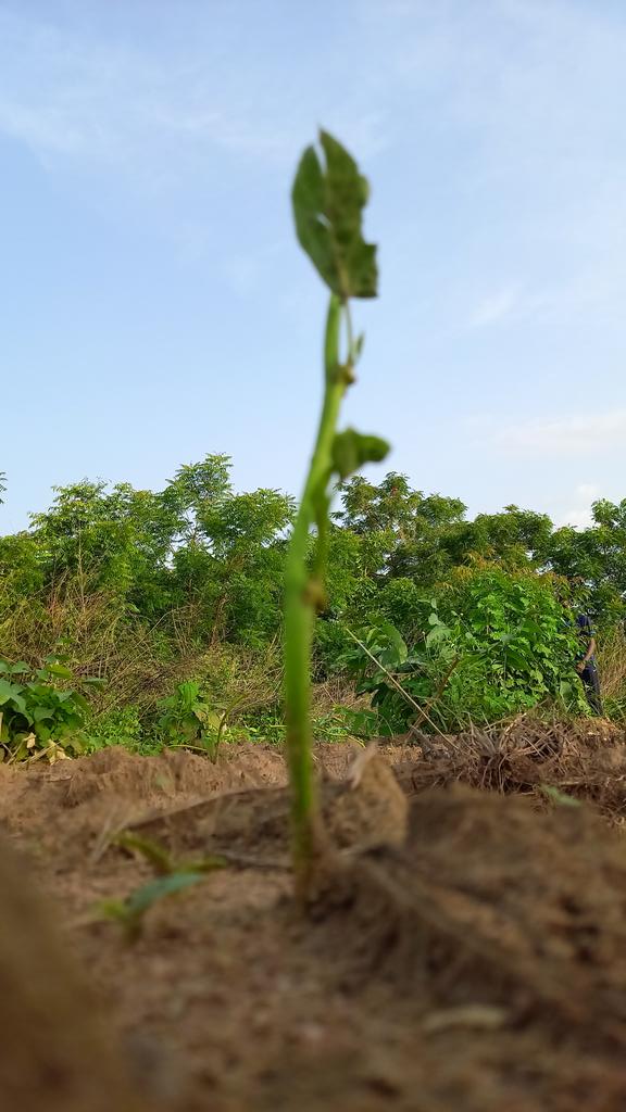 BAKOBABS FARMS tweet media