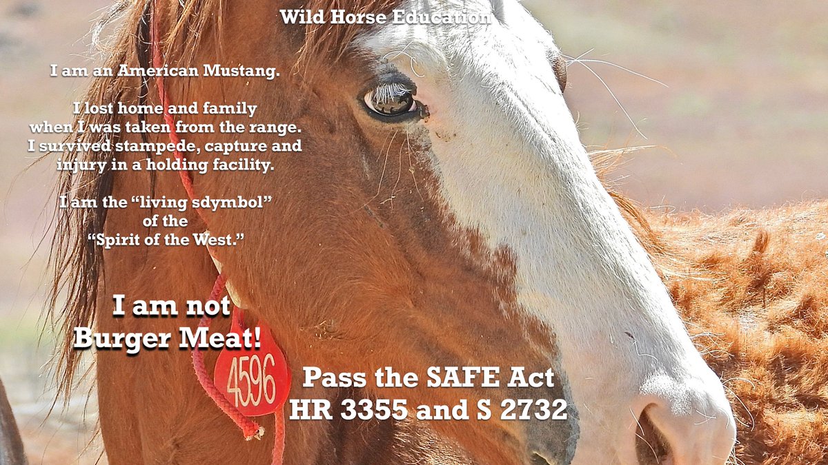 SAFE Act (HR 3355, S 2732) set for hearing in subcommittee on Thursday. 
Make a call to your reps. > bit.ly/3lvUXrg
Let's #STOPHorseSlaughter say #Yes2SAFE 
#horses #WildHorses 
American horses deserve more than the seedy and brutal slaughter pipeline.