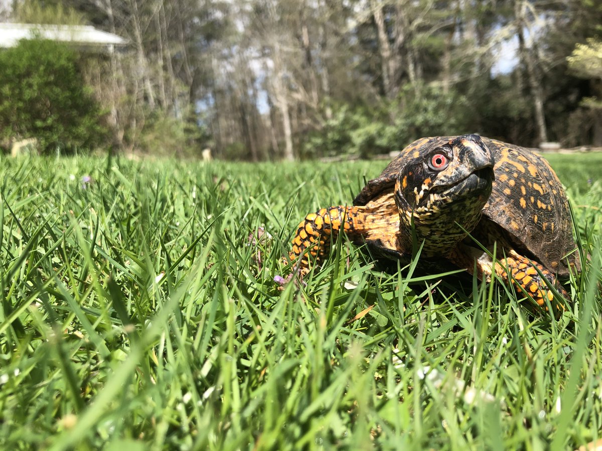 HighlandsBioFdn's tweet photo. Happy #WorldTurtleDay from Sheldon! Did you know that the Eastern Box Turtle is the only fully terrestrial turtle encountered in NC? Shell-ebrate World Turtle Day by learning more about these critters &amp; the other native species of turtles found in NC at https://t.co/szZzWwWq61 https://t.co/r6F6aRDOnh