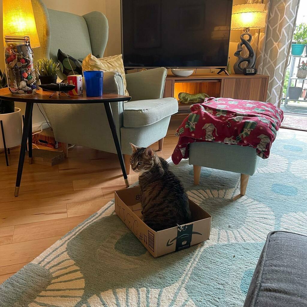 tinabgibby's tweet photo. All is right in the world. Nacho is in the box. #catsofinstagram #nachokitty #catinthebox https://t.co/gWy4ApPX6A https://t.co/XSQxfbOy2y