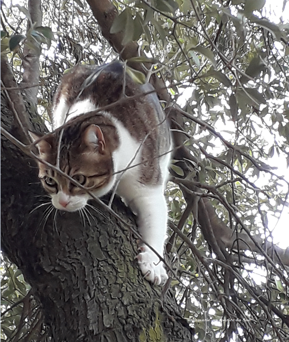 Poupy vient vous faire un petit coucou 💖

Ne croyez pas qu'elle chasse, avec ma minette, les oiseaux et autre ne craignent rien 😂

Bisous doux à toutes, prenez bien soin de vous 😘😘😘

#minette #ronrontherapie #chasseuse #olivier #sudest #tendresse #bonheur