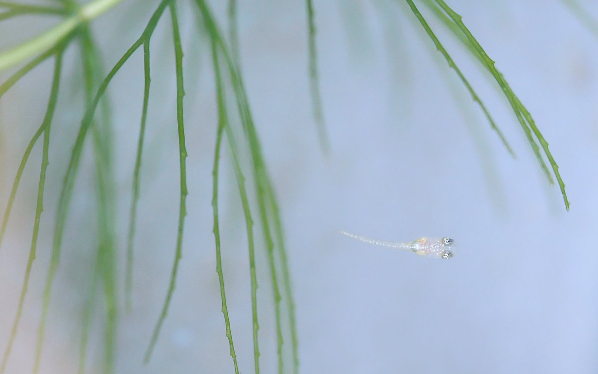 kamujp_plus's tweet photo. 🍀ビオトープの作り方🍀
https://t.co/E3LTZHCT2L

#ビオトープ #水生植物 #水草のある暮らし #睡蓮鉢 #メダカ #containerpond #aquaticplants #medakasuiren https://t.co/g2kSJfP36t