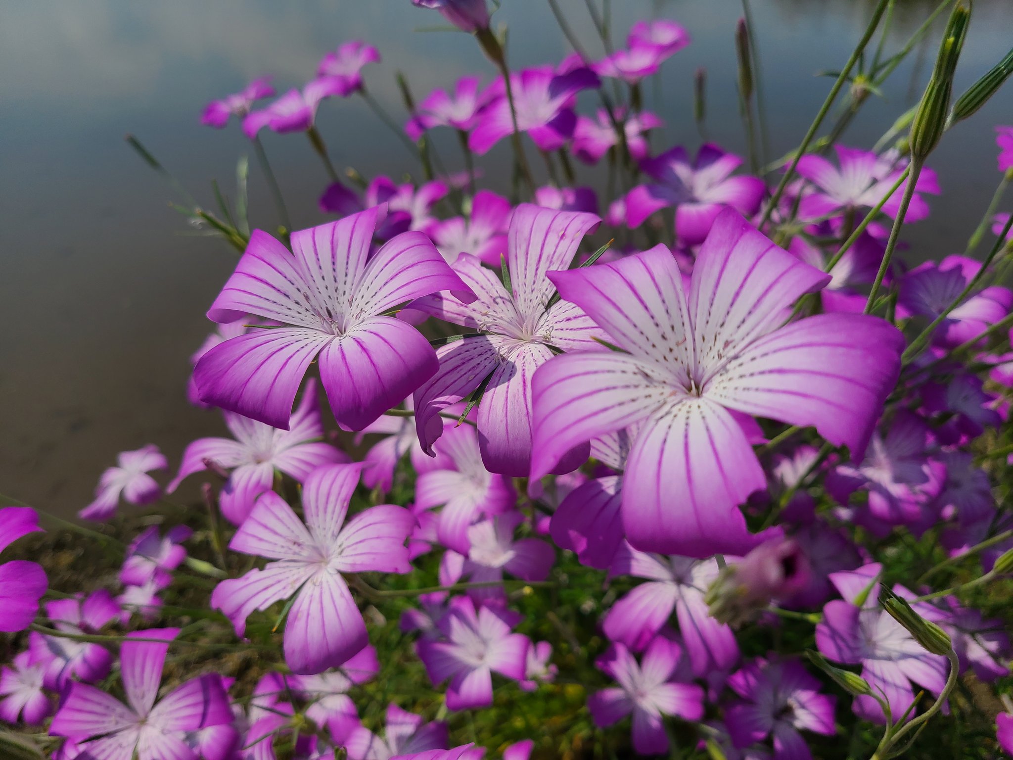 水辺の花 Twitter Search Twitter