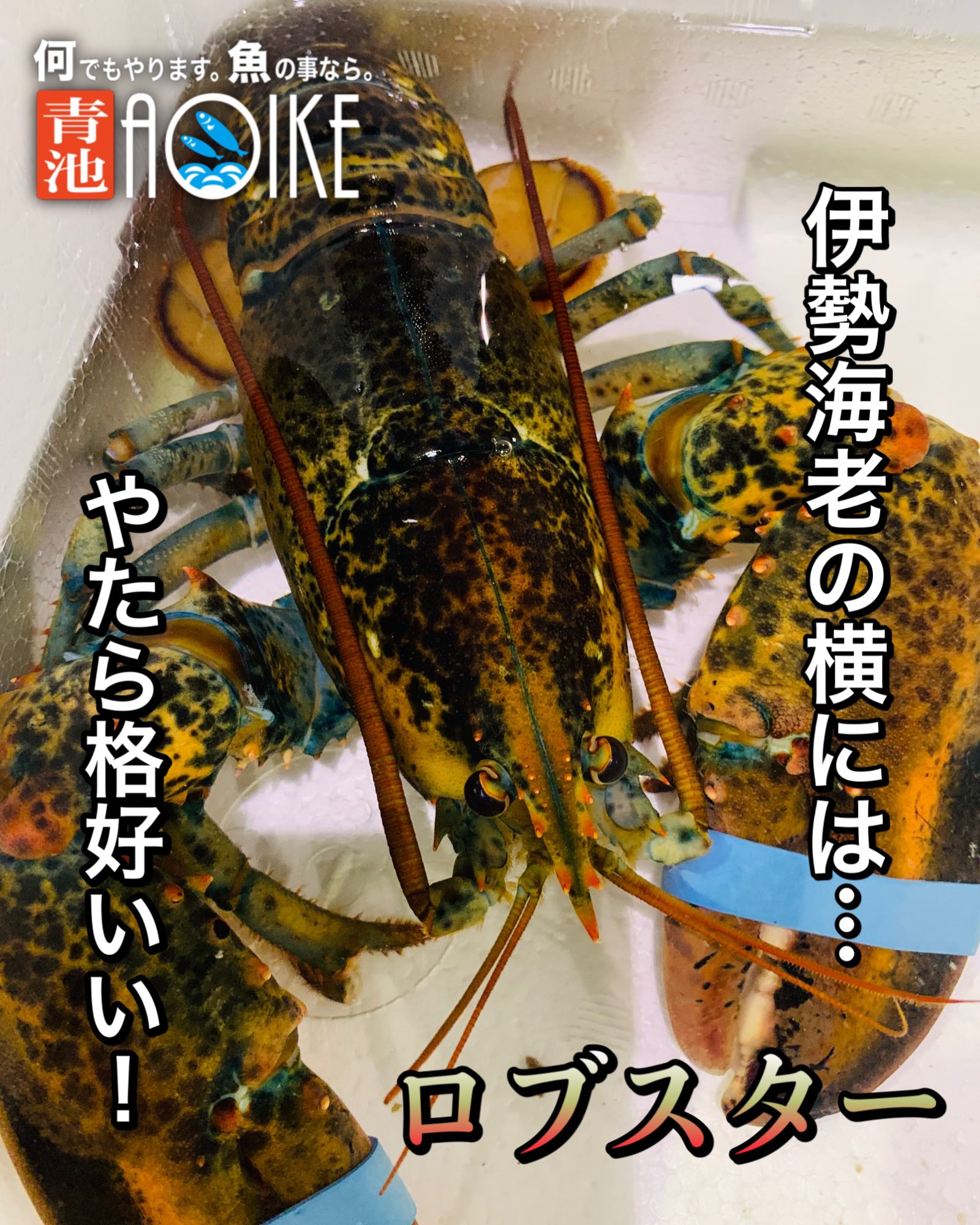 Aoike 青池水産株式会社 伊勢海老の横を見ると ロブスター オマール海老 赤いコードに誘われて伊勢海老 を見つけ 隣を見るとロブスター 高級な甲殻類が 種類 ロブスターのオマール海老 これは同じ物で国に寄って呼称が違うんですね 強力な爪