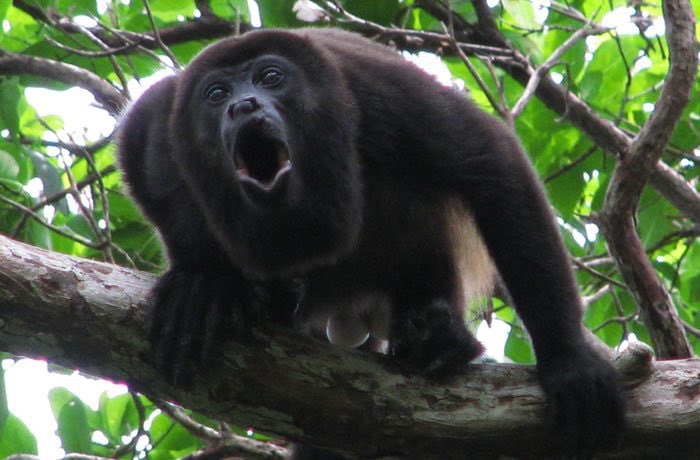 POTO_SVRS's tweet photo. #GoPM #GoChimp omg https://t.co/gc6iaJy6dC