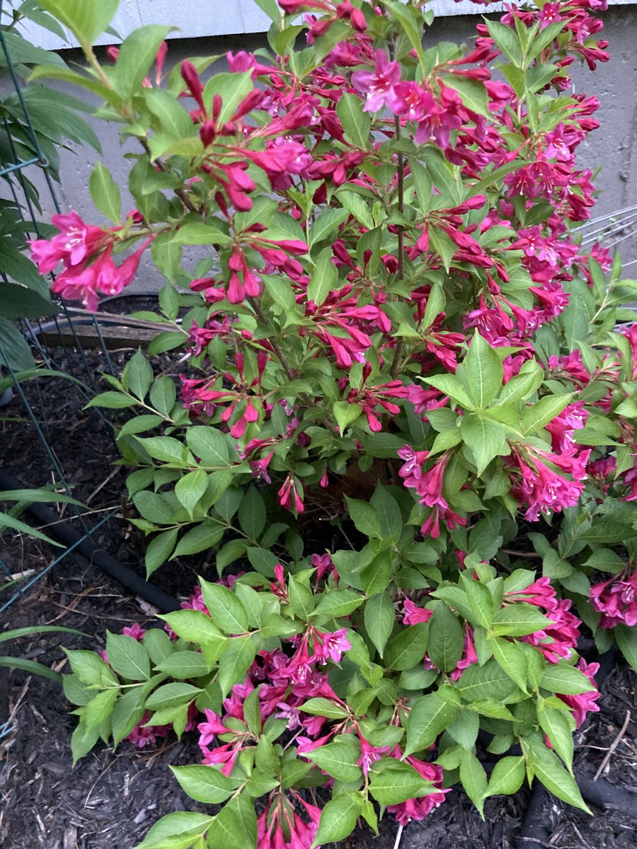 Someone here wanted to find out what her or his shrub was. Weigela was suggested. Here’s a picture of mine that just bloomed. I do not remember the variety. Hope this helps! Good evening, all! 🌇