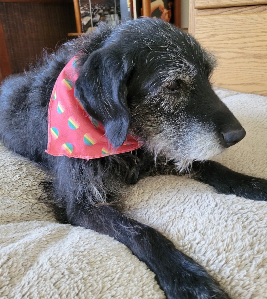 bjbelkins's tweet photo. Olive is outfitted for Pride a bit ahead of schedule. 🏳️‍🌈✌️ https://t.co/8BpRaIdMaZ